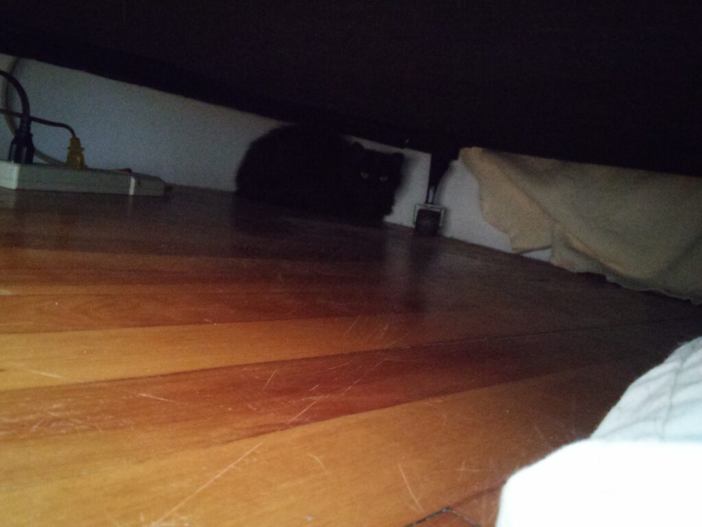 A picture of a black long haired cat curled up under a bed at the far corner away from the camera. She was VERY shy.